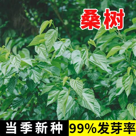 桑樹盆栽種植